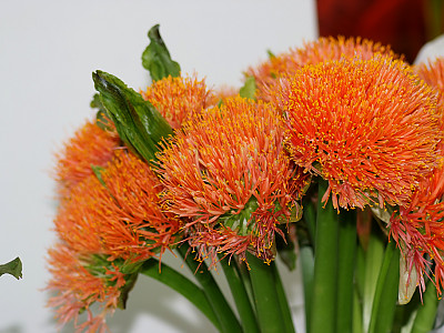 헤만서스 사진 - Haemanthus multiflorus Photos