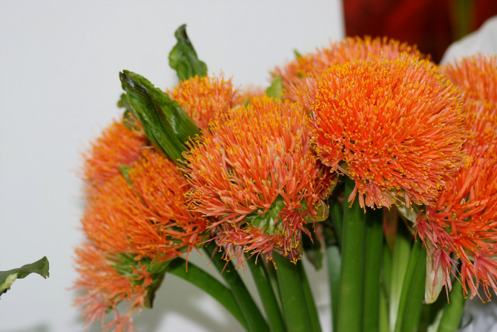 헤만서스 - haemanthus, Haemanthus multiflorus