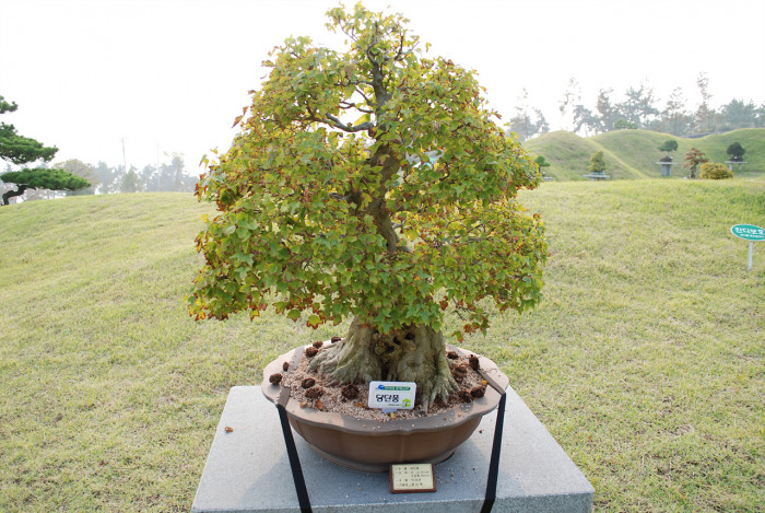 당단풍나무 - Acer pseudosieboldianum (Pax) Kom.