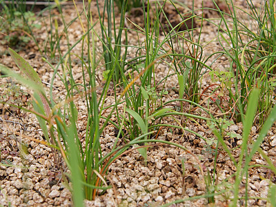 한라부추 사진 - Allium taquetii H.Lev. & Vaniot var. taquetii Photos