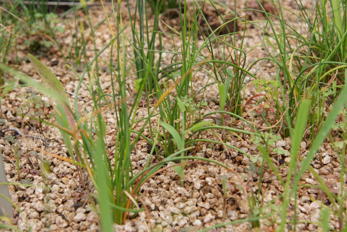 한라부추 - Allium taquetii H.Lev. & Vaniot var. taquetii
