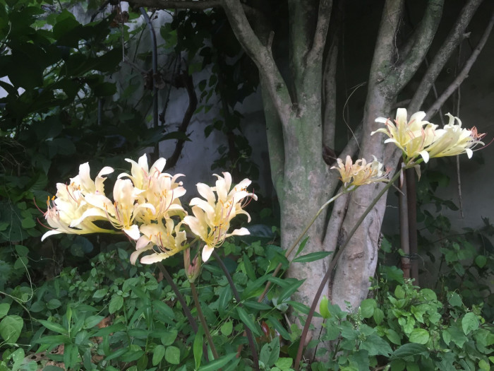 붉노랑상사화 - Lycoris flavescens M.Y.Kim & S.T.Lee