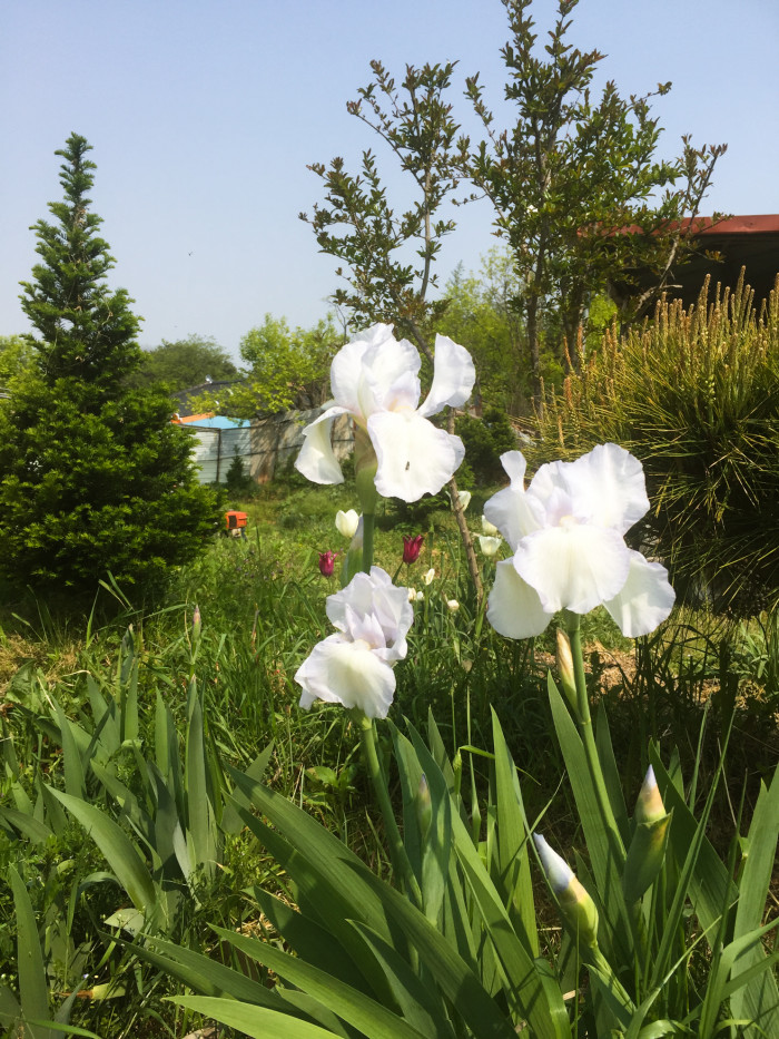 독일붓꽃 - German iris, Iris germanica L.