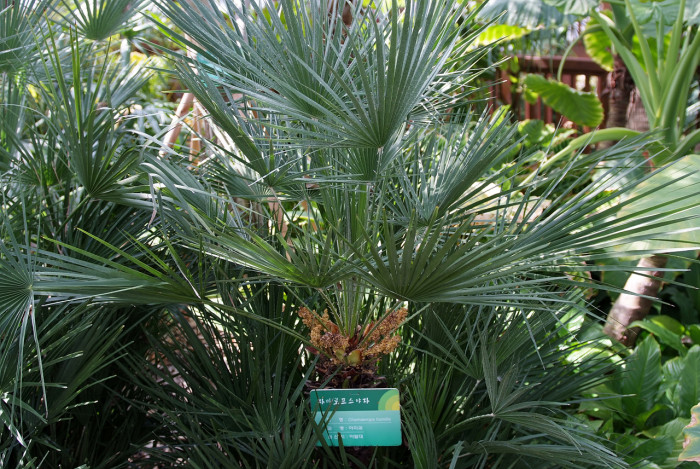 차마로프스야자 - Chamaerops humilis
