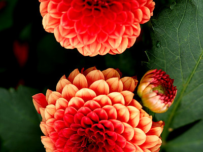 다알리아 사진 - Dahlia pinnata Cav. Photos