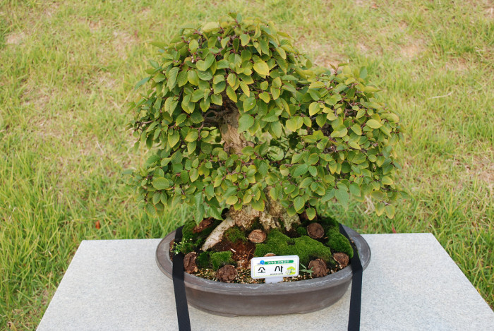 소사나무 - Korean Hornbeam, Carpinus coreana