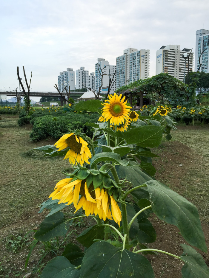 해바라기 - Sunflower, Helianthus annuus