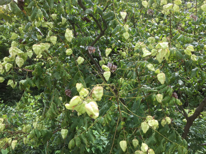 모감주나무 - Koelreuteria paniculata Laxmann