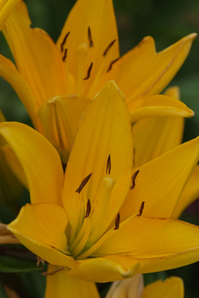 백합 - Lily, Lilium longiflorum Thunb.