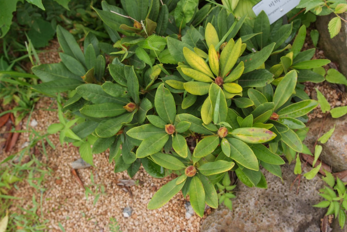 만병초 - Rhododendron brachycarpum D.Don ex G.Don