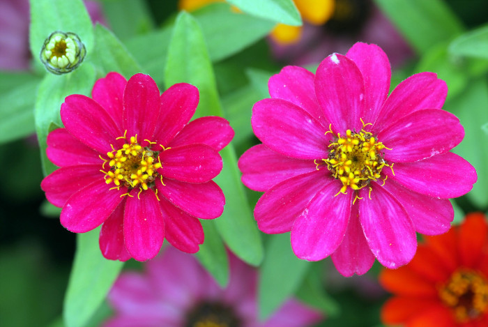 백일홍 - Zinnia, Zinnia elegans