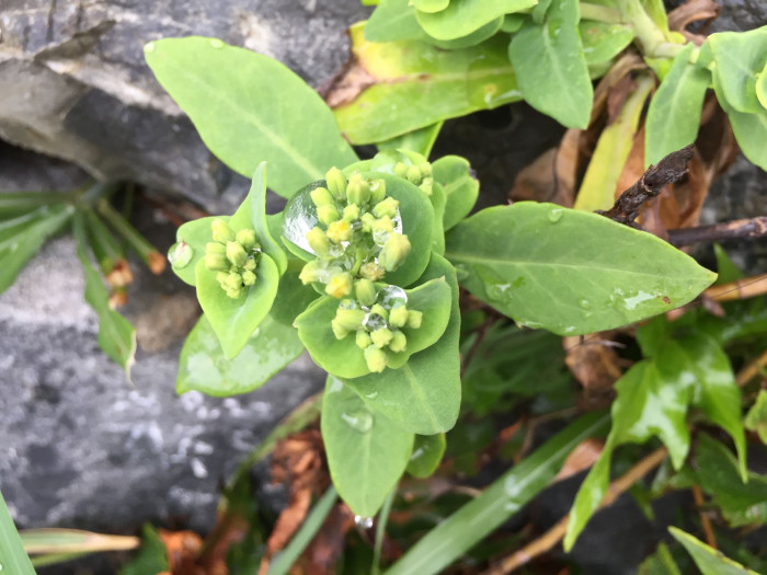 갯고들빼기 - Crepidiastrum lanceolatum (Houtt.) Nakai