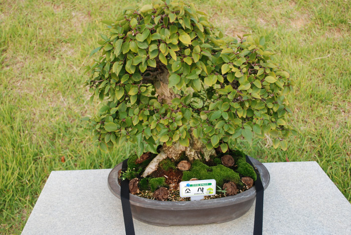 소사나무 - Korean Hornbeam, Carpinus coreana