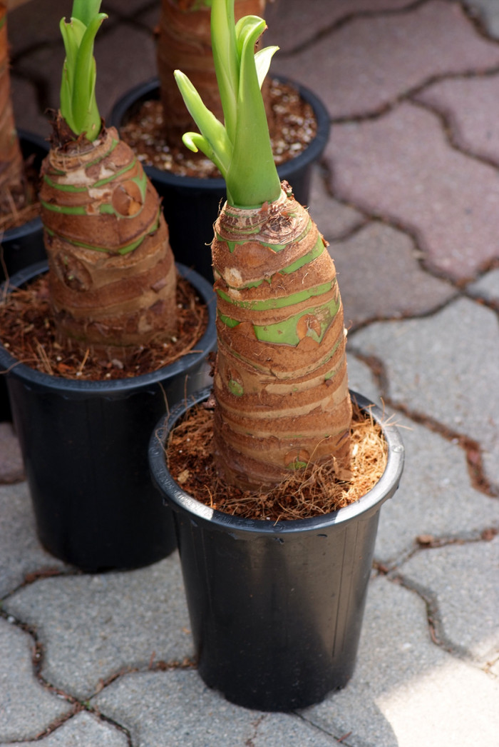 알로카시아 오로라 - night-scented lily, Asian taro, giant upright elephant ear, Alocasia odora