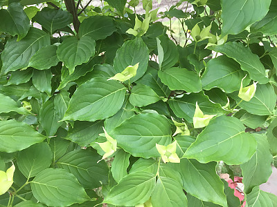 산딸나무 사진 - Cornus kousa Photos