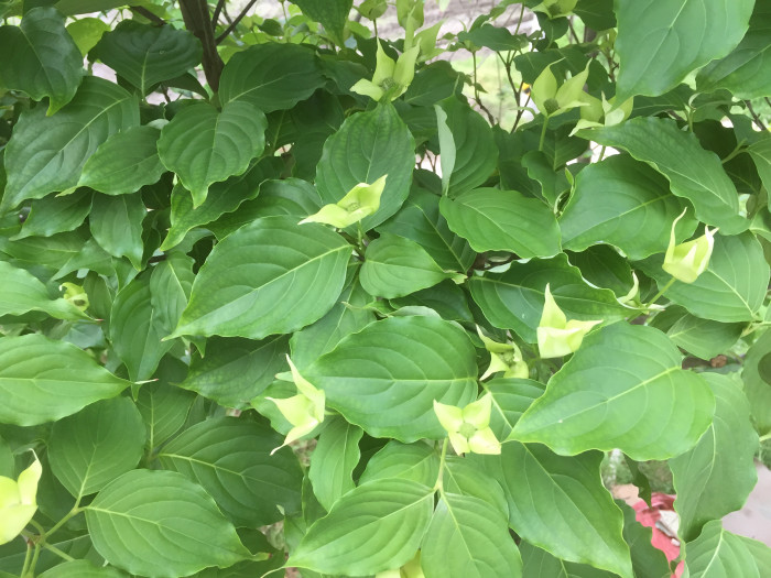 산딸나무 - Cornus , Cornus kousa