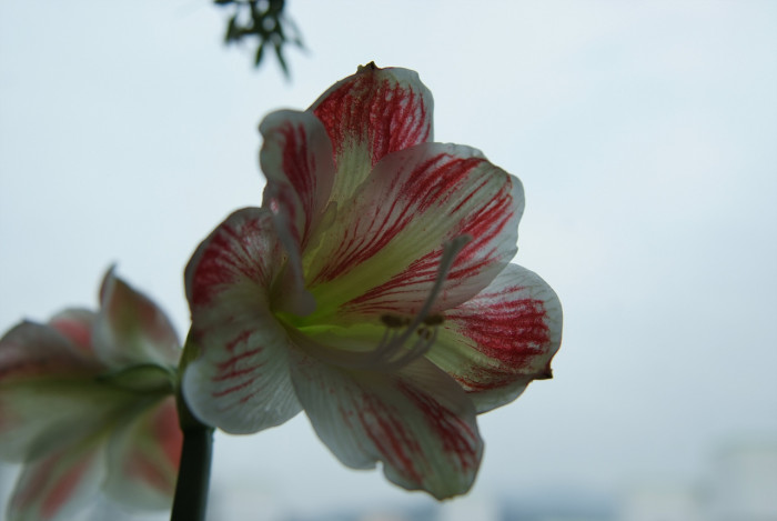 아마릴리스 - amaryllis, Hippeastrum puniceum (Lam.) Voss