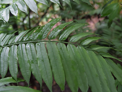 안기옵테리스 에벡타 사진 - Angiopteris evecta Photos