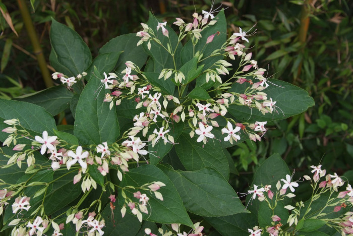 누리장나무 - Harlequin Glorybower, Clerodendrum trichotomum