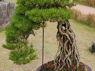 곰솔 사진 - Pinus thunbergii Parl. Photos
