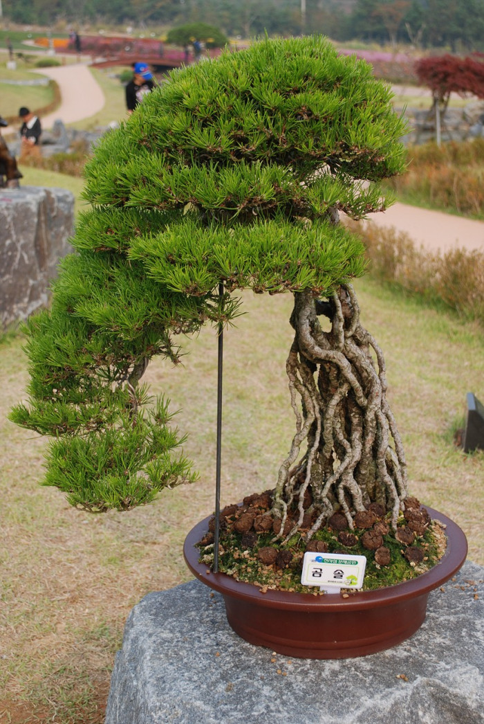 곰솔 - Pinus thunbergii Parl.