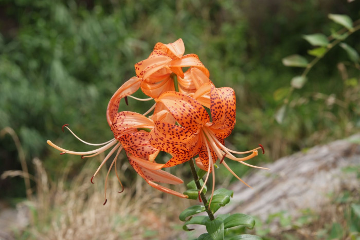 참나리 - Tiger Lily, Lilium tigrinum