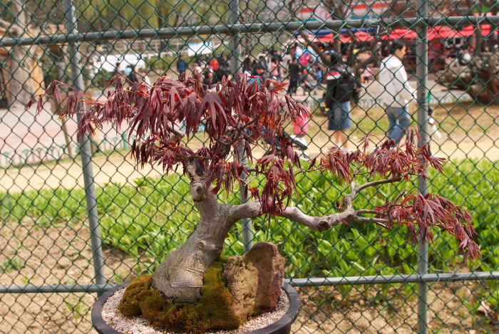 단풍나무 - Acer palmatum Thunb. ex Murray, Acer palmatum Thunb. ex Murray