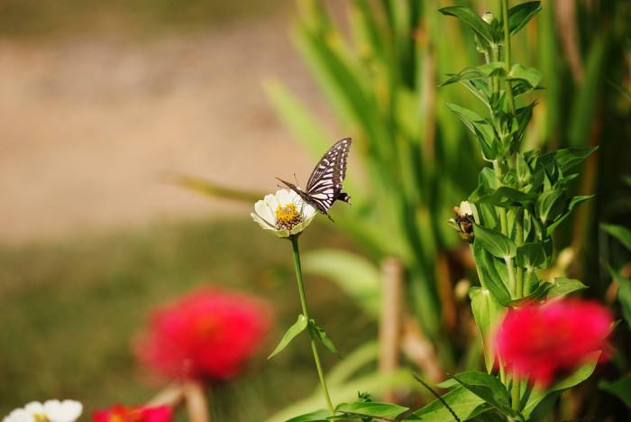 백일홍 - Zinnia, Zinnia elegans