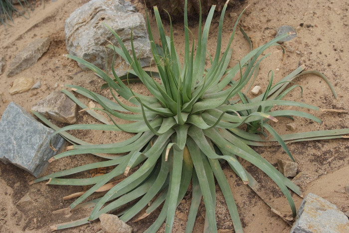 아가베 브락테오사 - Agave bracteosa