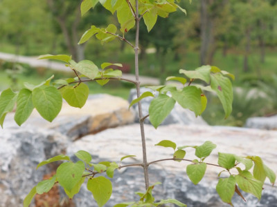 정향나무 사진 - Syringa patula var. kamibayshii (Nakai) K.Kim Photos