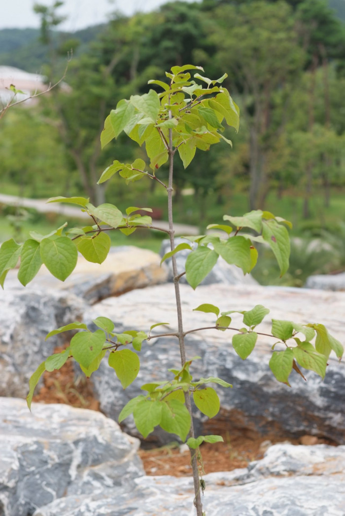 정향나무 - Syringa patula var. kamibayshii (Nakai) K.Kim