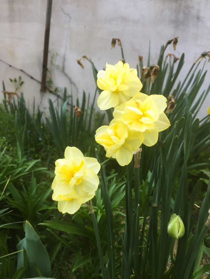 수선화 - daffodil, Narcissus tazetta var. chinensis