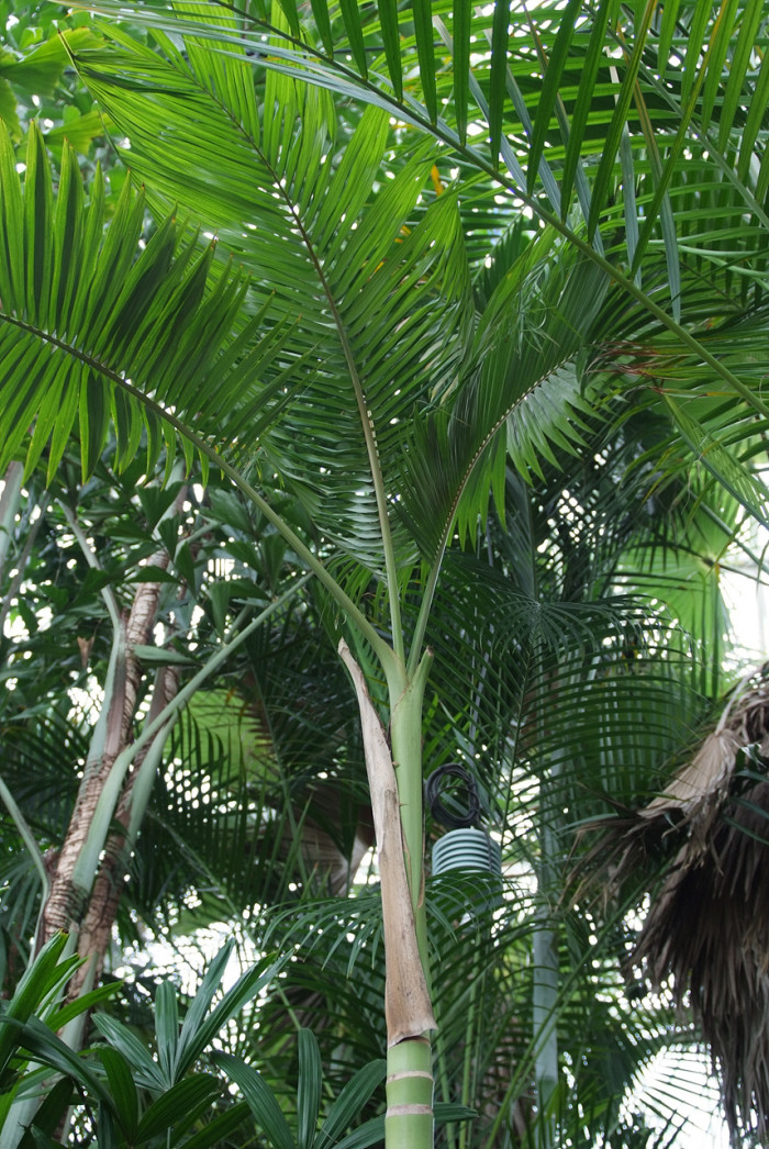 엘레강스야자 - Solitaire palm, Alexander Palm, Ptychosperma elegans blume.