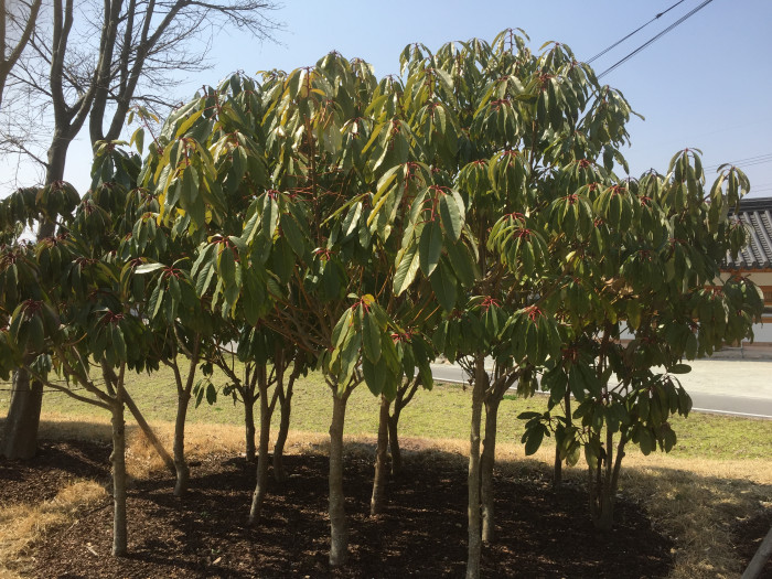 굴거리나무 - Daphniphyllum macropodum Miq.