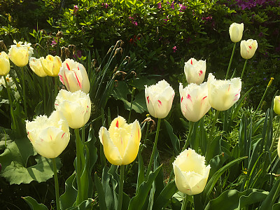 튤립 사진 - Tulipa gesneriana Photos