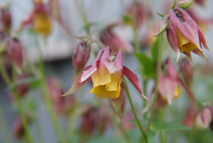 매발톱 - columbine, Aquilegia buergeriana Siebold & Zucc. var. oxysepala (Trautv. & C. A. Mey.) Kitam.