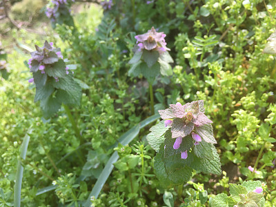 자주광대나물 사진 - Lamium purpureum L. Photos