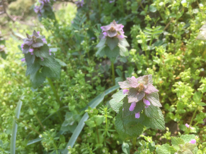 자주광대나물 - Lamium purpureum L.