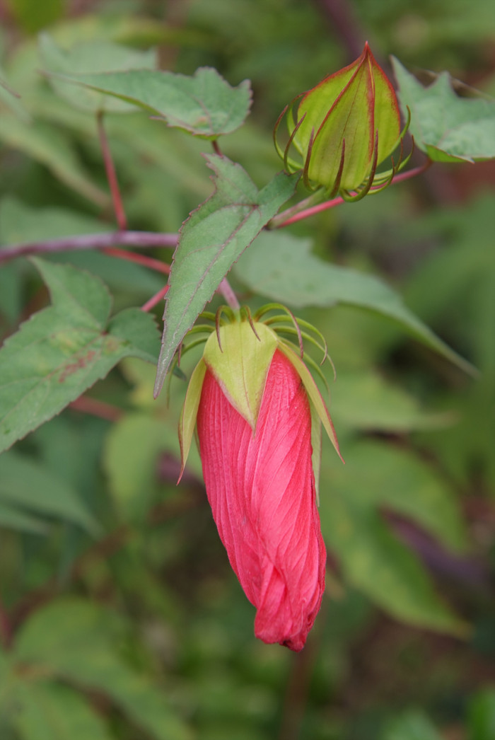 해변아욱 - Seashore mallow, Kosteletzkya virginica