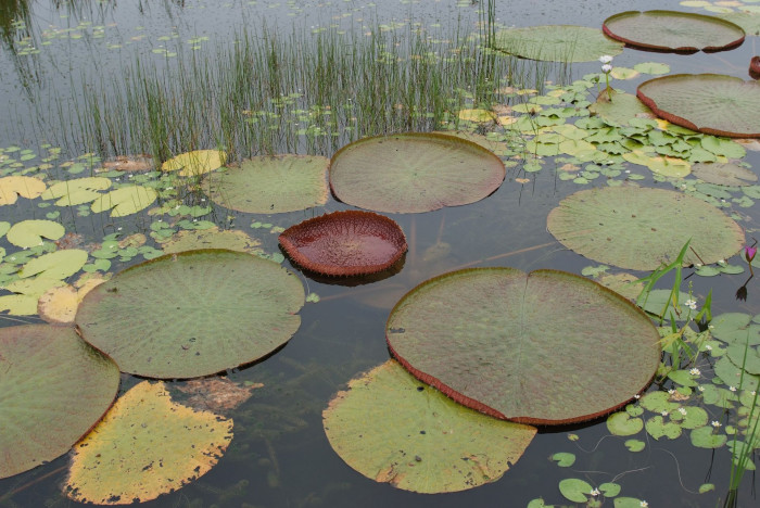 수련 - Nymphaea tetragona var. angusta