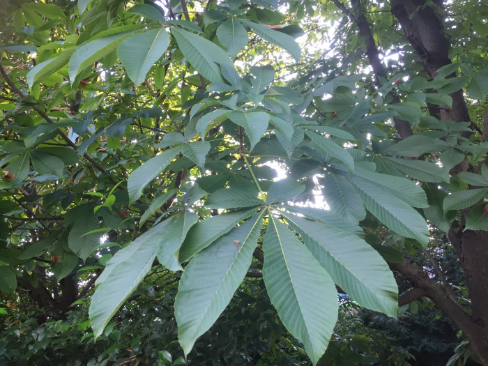 칠엽수 - -, Aesculus turbinata Blume