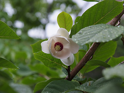 함박꽃나무 사진 - Magnolia sieboldii K.Koch Photos