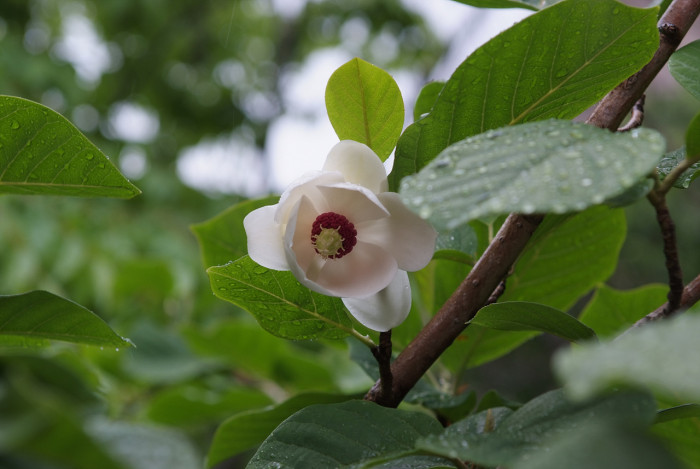 함박꽃나무 - Magnolia sieboldii K.Koch