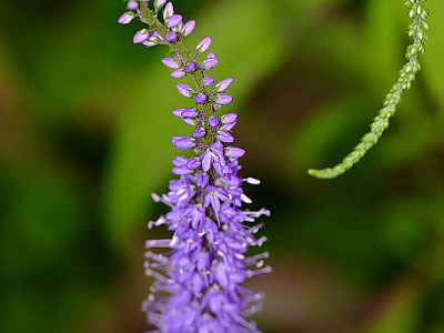 냉초 사진 - Veronicastrum sibiricum Photos