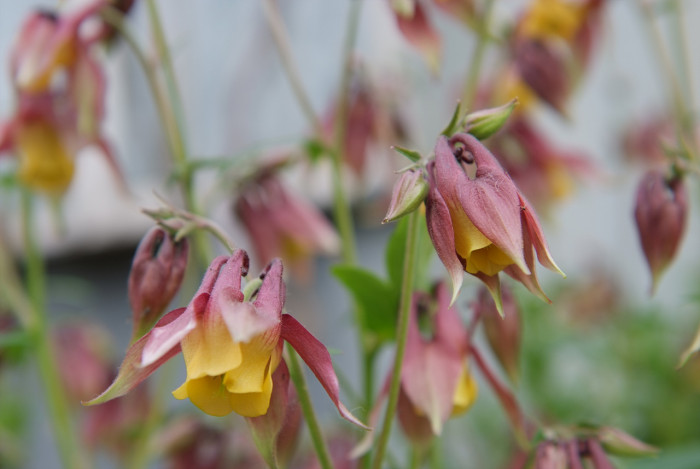 매발톱 - columbine, Aquilegia buergeriana Siebold & Zucc. var. oxysepala (Trautv. & C. A. Mey.) Kitam.