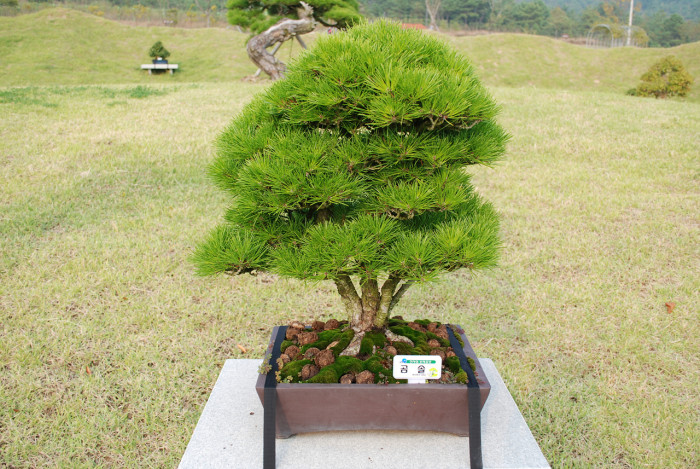 곰솔 - Pinus thunbergii Parl.