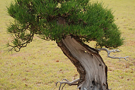 곰솔 - Pinus thunbergii Parl.