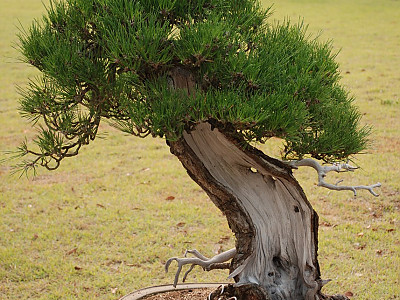 곰솔 사진 - Pinus thunbergii Parl. Photos