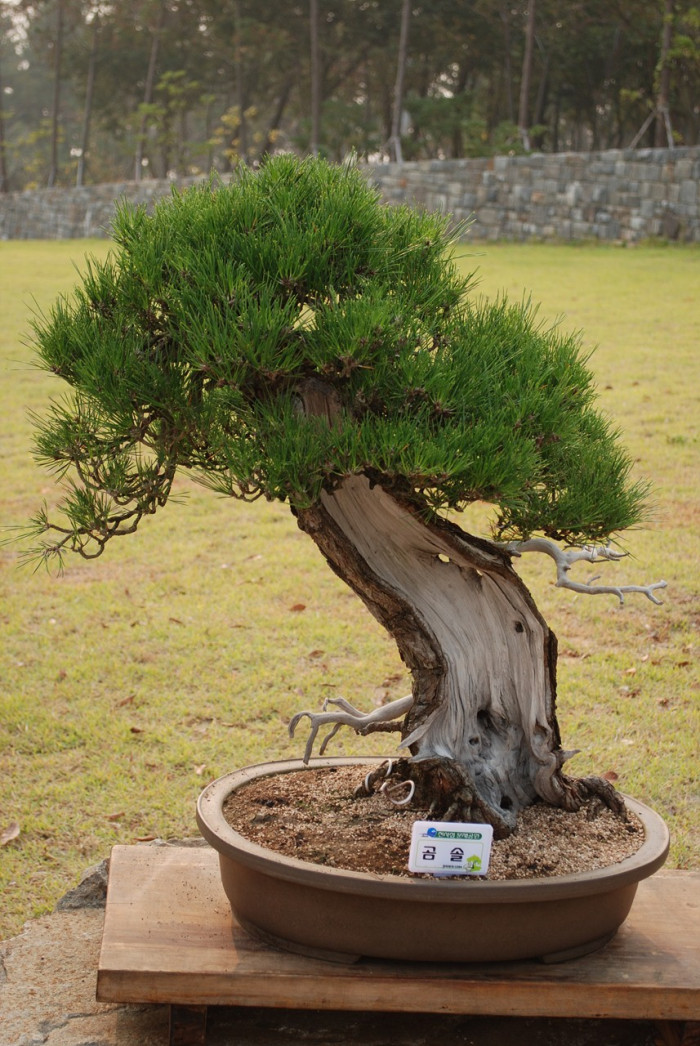 곰솔 - Pinus thunbergii Parl.