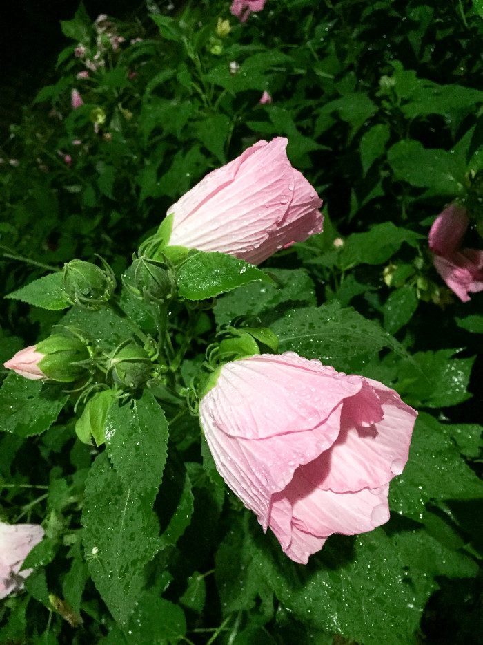 부용 - Hibiscus mutabilis